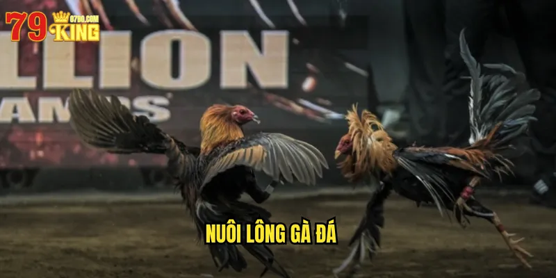 Nuôi Lông Gà Đá 79king BG - Bí Quyết Chăm Sóc Lông Gà Đẹp Khỏe 8 Nuôi Lông Gà Đá