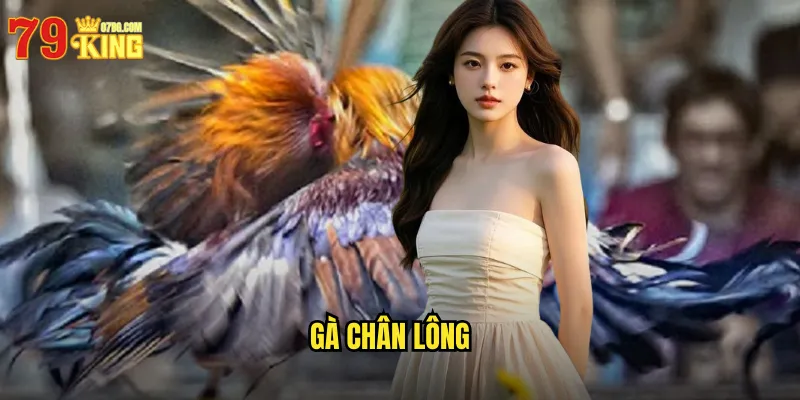 Gà Chân Lông 79king BG - Dòng Gà Đặc Biệt Với Bộ Lông Độc Đáo 7 Gà Chân Lông